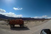 cebollas en el valle calchaqui