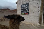 llama norteña