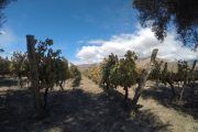viñedos en cafayate